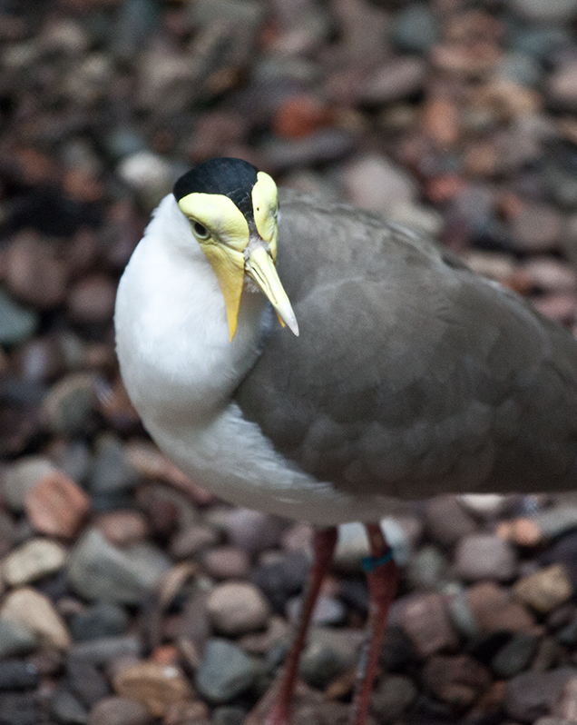 Masked lapwing in exhibit