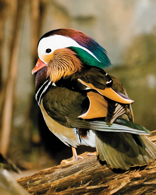 Mandarin Duck - Lincoln Park Zoo Mandarin Duck - Lincoln Park Zoo