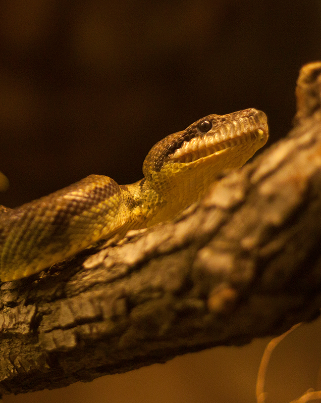 Madagascar tree boa in exhibit