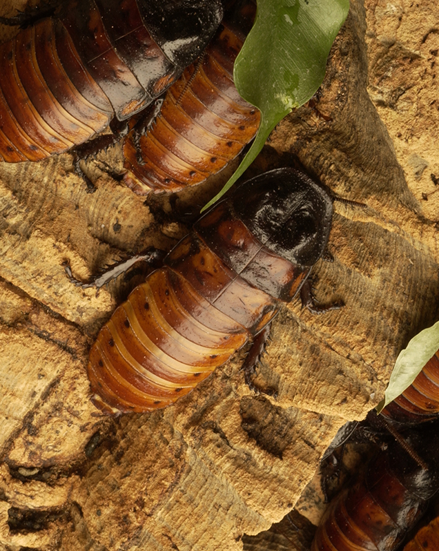Madagascar hissing cockroach in exhibit