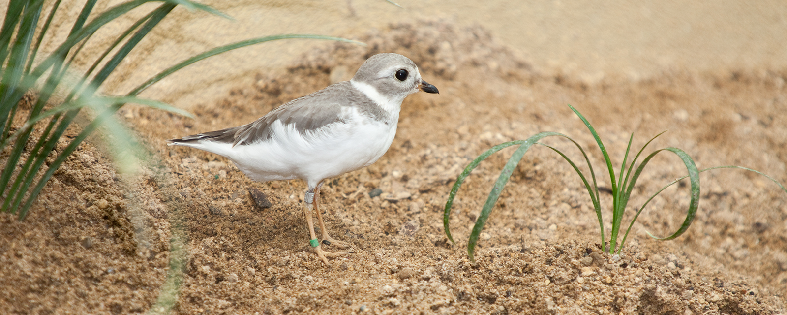 Piping plover in exhibit