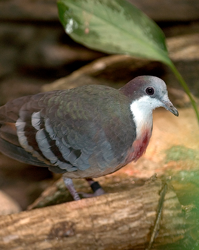 Luzon bleeding heart dove in exhibit