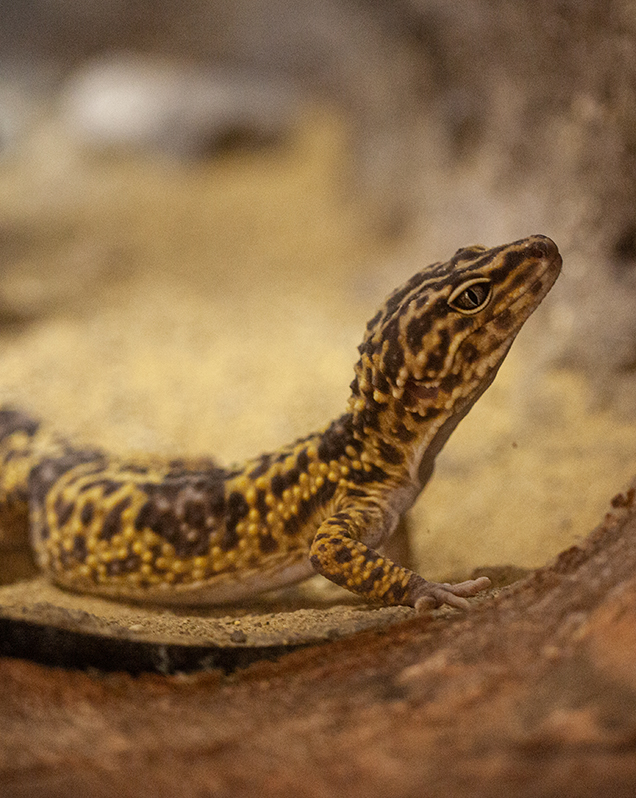 Leopard gecko in exhibit