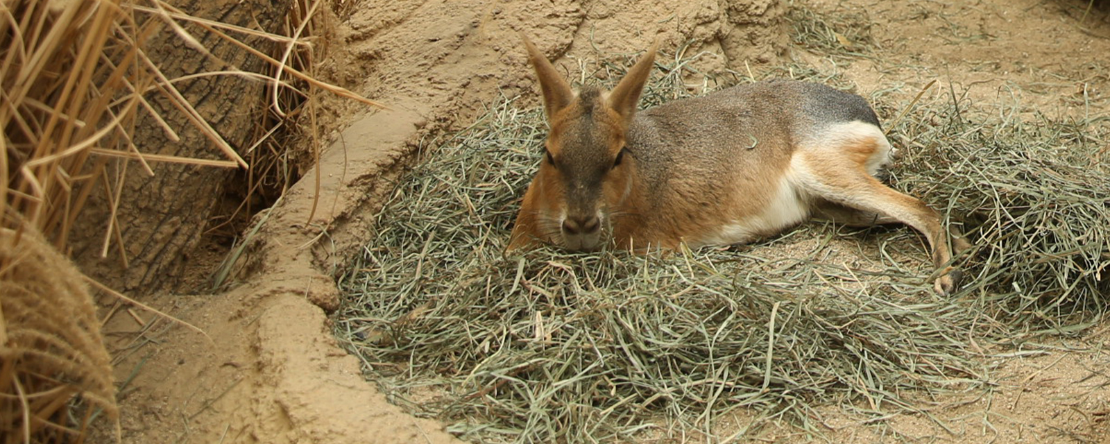 Patagonian cavy in exhibit