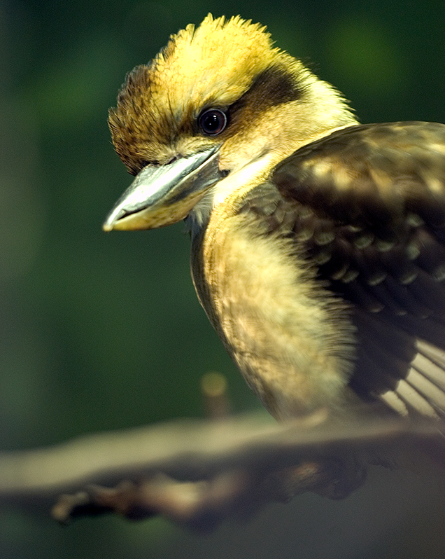 Laughing kookaburra in exhibit