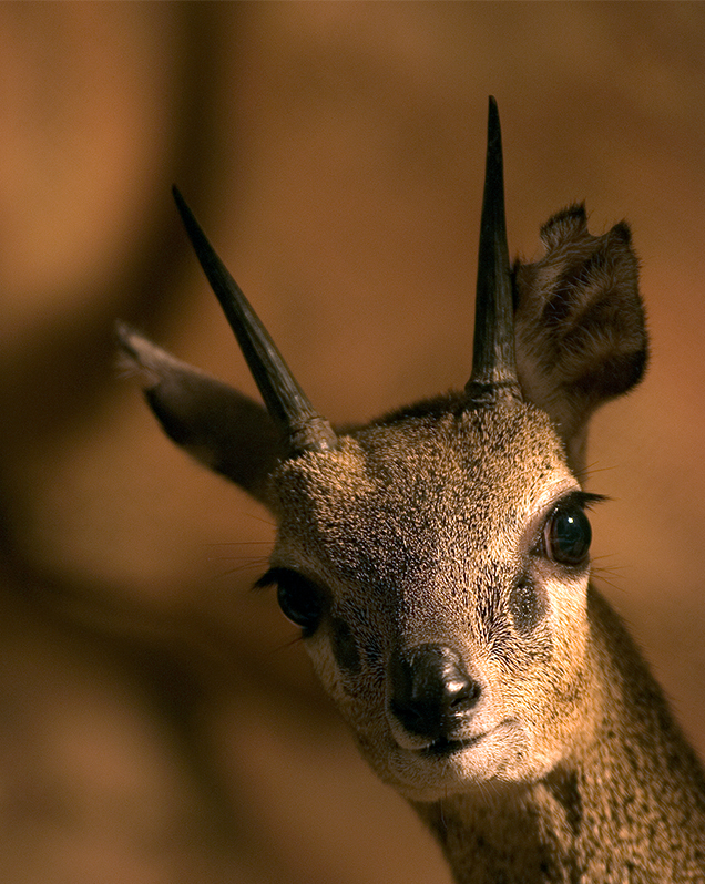 Klipspringer in exhibit