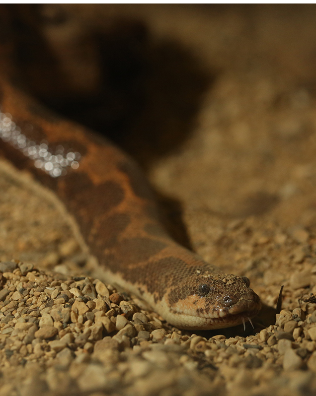 Kenya Sand Boa - Lincoln Park Zoo Kenya Sand Boa - Lincoln Park Zoo