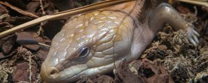 Northern blue-tongued skink in exhibit