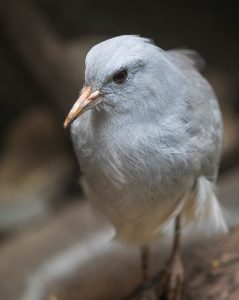 Kagu in exhibit
