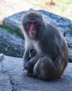 Japanese macaque in exhibit