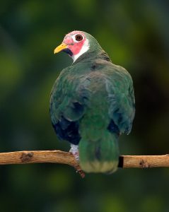 Jambu fruit dove in exhibit