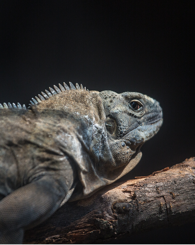 Jamaican iguana in exhibit