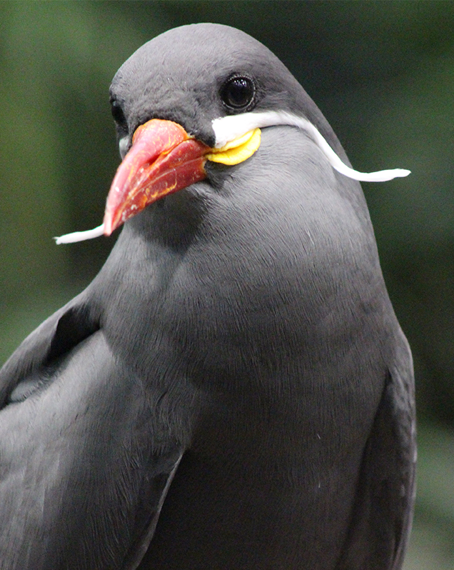 Inca tern in exhibit