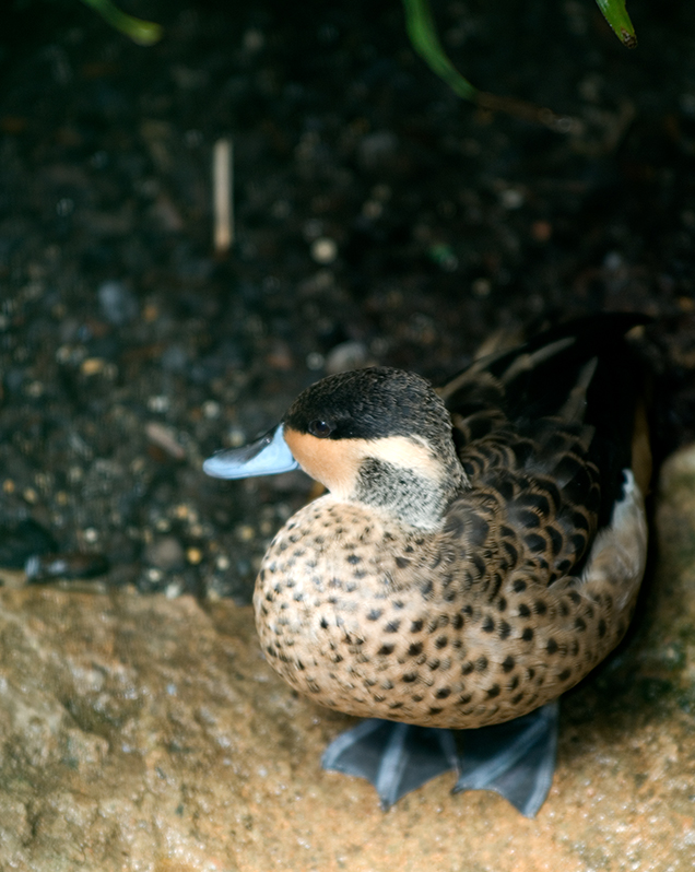 Hottentot teal in exhibit