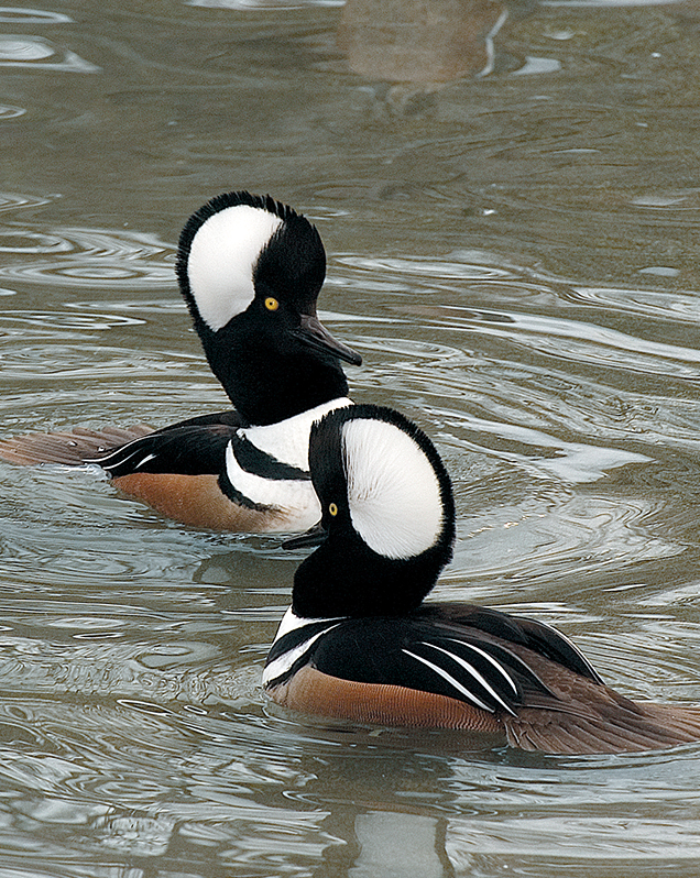 Hooded merganser in exhibit