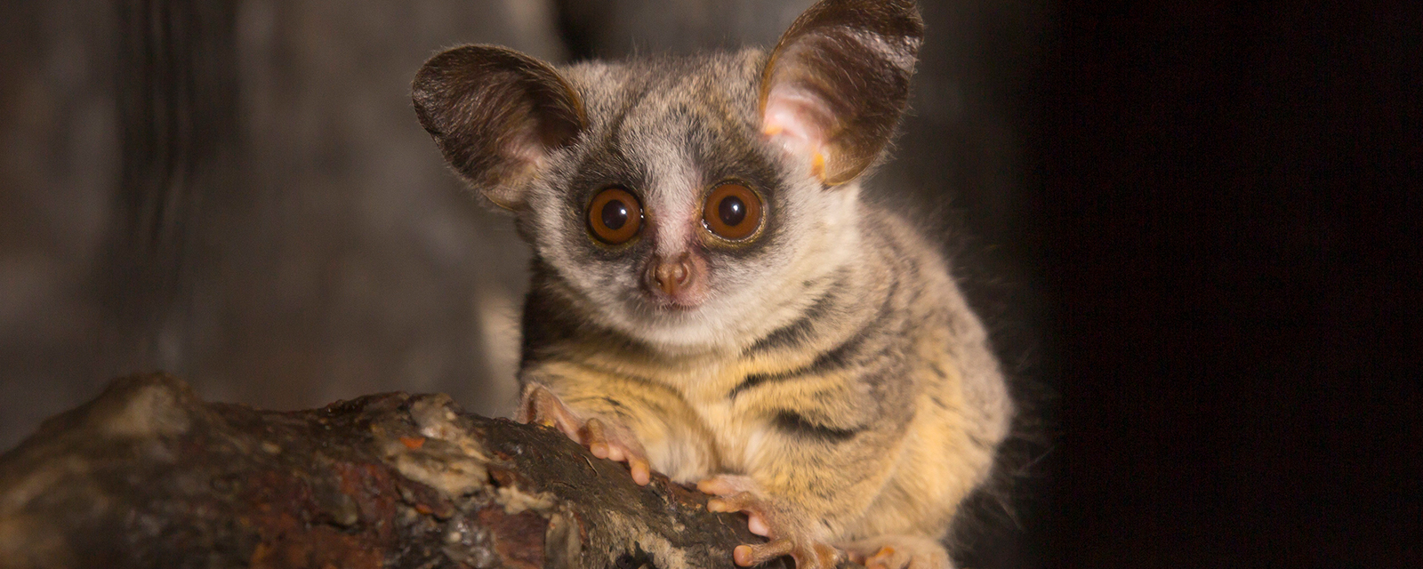 Moholi Bushbaby - Lincoln Park Zoo