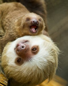 Hoffmann's two-toeth sloth in exhibit
