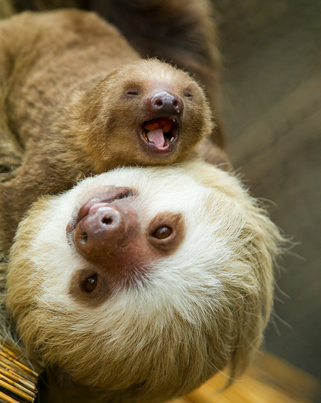 Hoffmann's Two-toed Sloth - Lincoln Park Zoo Hoffmann's Two-toed Sloth - Lincoln Park Zoo