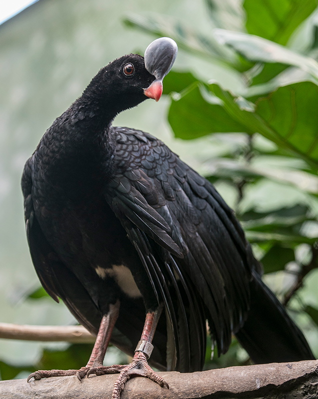 Helmeted curassow in exhibit
