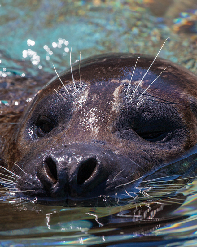 Harbor seal in exhibit