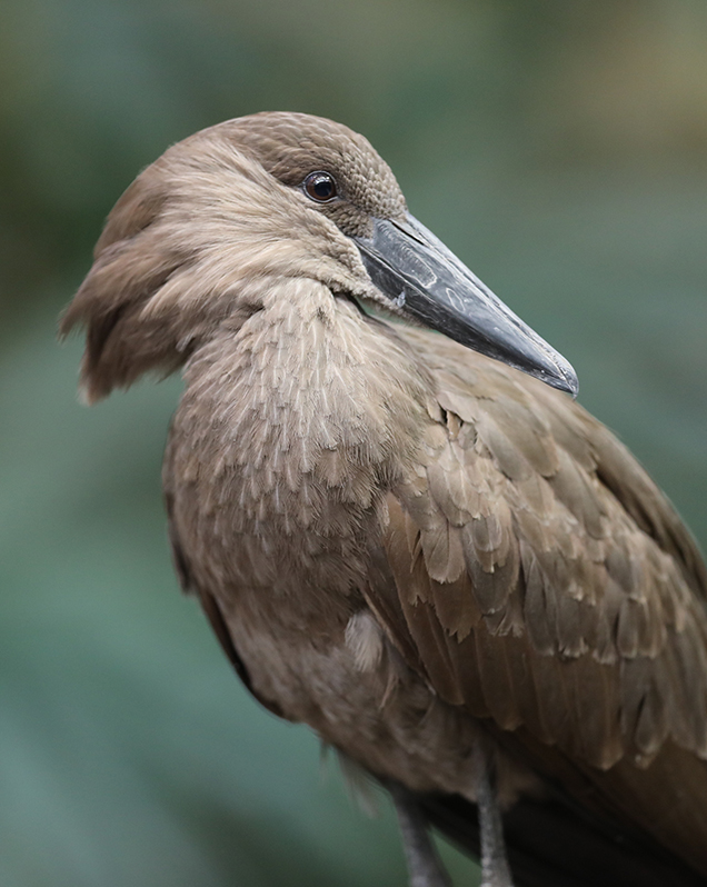 Hamerkop in exhibit