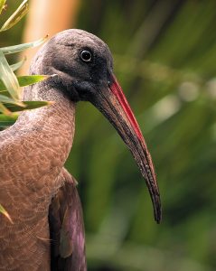 Hadada ibis in exhibit