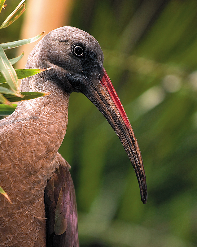 Hadada ibis in exhibit