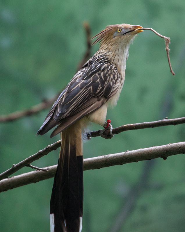 Guira cuckoo in exhibit