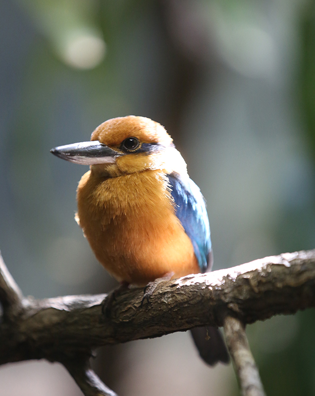 Guam kingfisher in exhibit