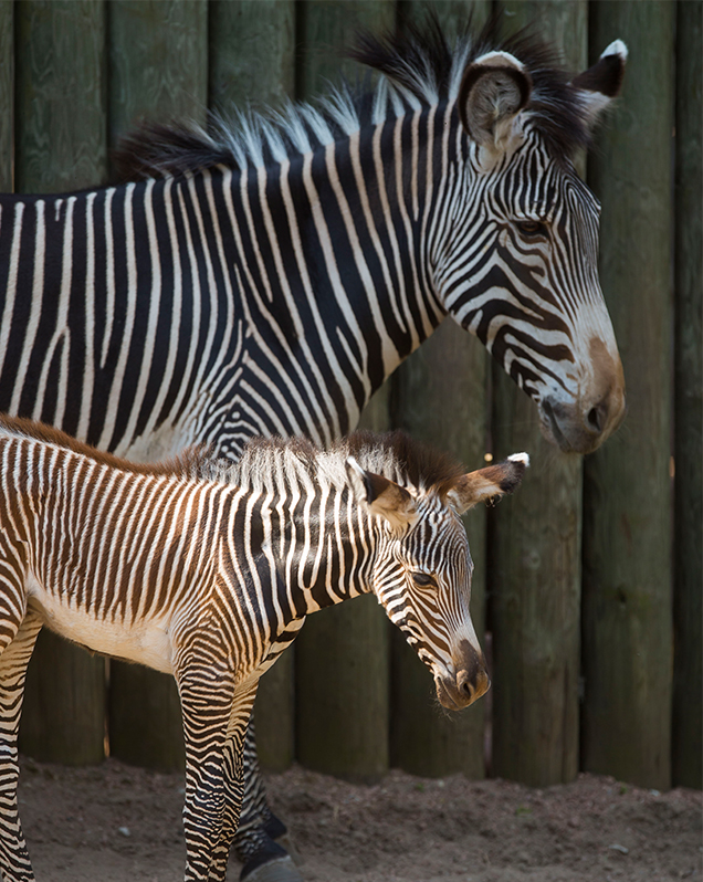 Grevy's Zebra - Lincoln Park Zoo
