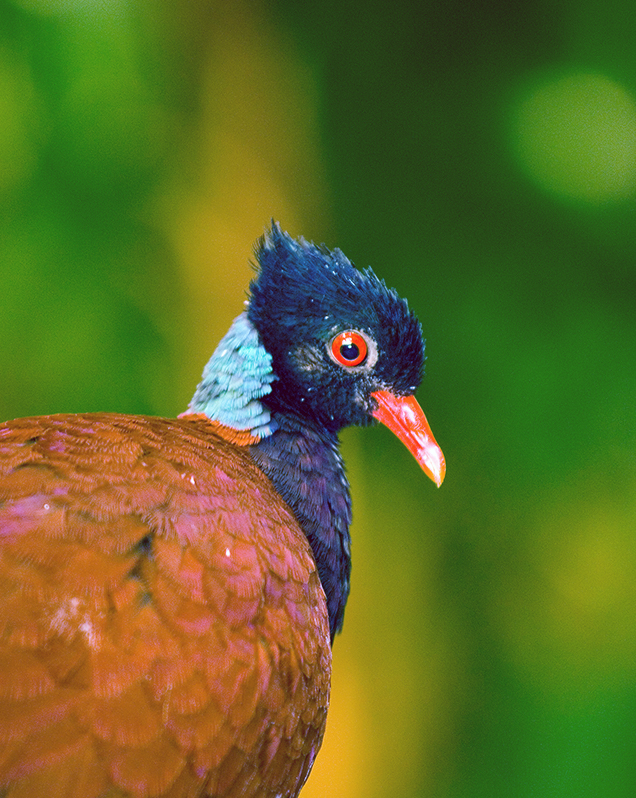 Green-naped pheasant pigeon in exhibit