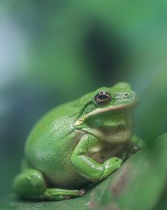 Green tree frog in exhibit