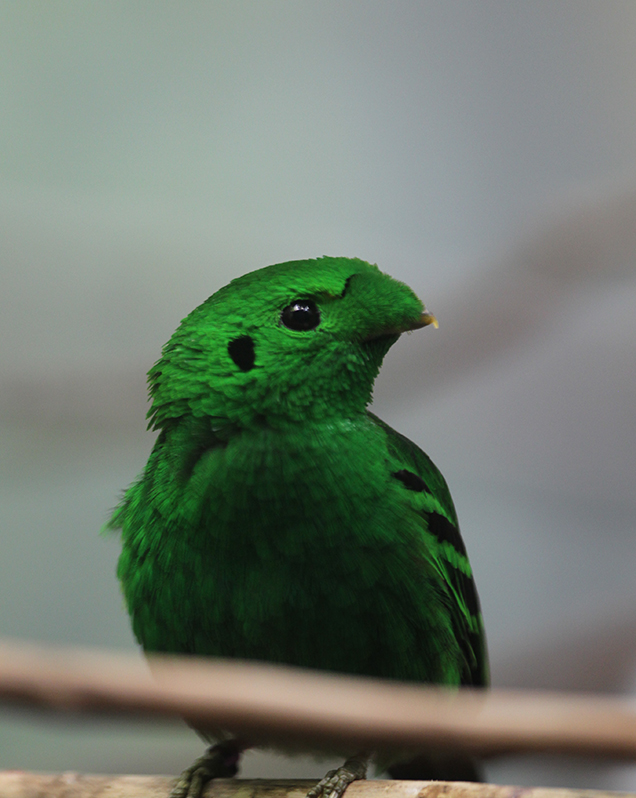 Green broadbill in exhibit