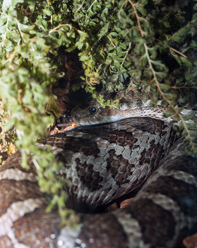 Great Plains rattlesnake in exhibit