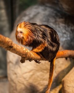 Golden-headed lion tamarin in exhibit