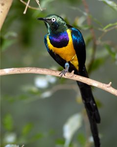 Golden-breasted starling in exhibit