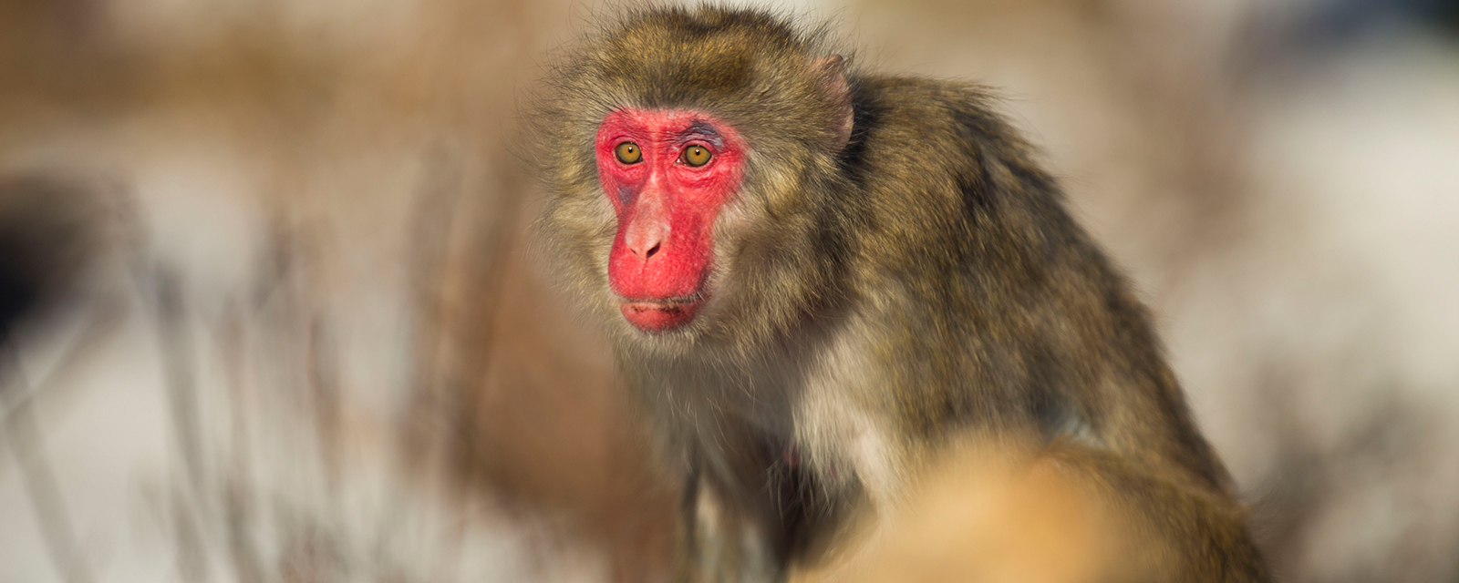 Japanese macaque in exhibit