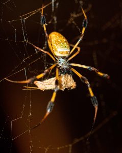 Golden silk spider in exhibit