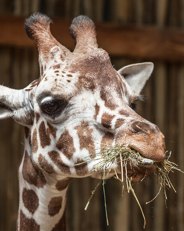 Giraffe in exhibit