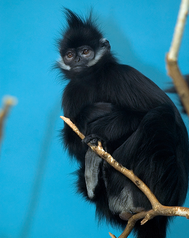 Francois' langur in exhibit