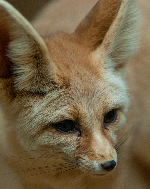 Fennec fox in exhibit
