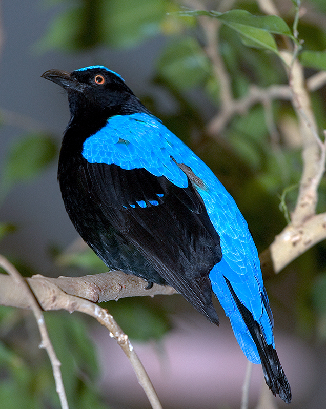 Fairy bluebird in exhibit