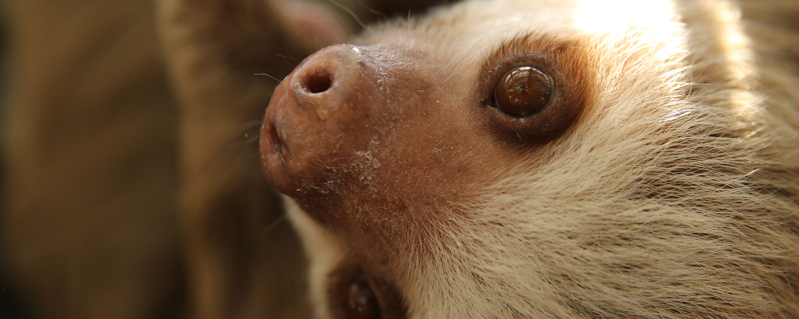 Hoffmann&#039;s two-toed sloth in exhibit