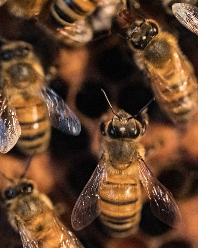 european honey bee in exhibit