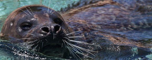 Harbor seal in exhibit