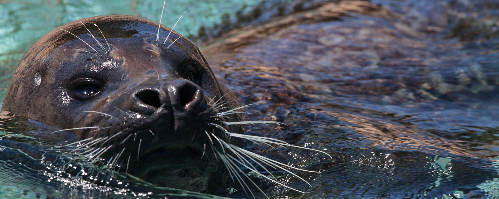 Harbor seal in exhibit