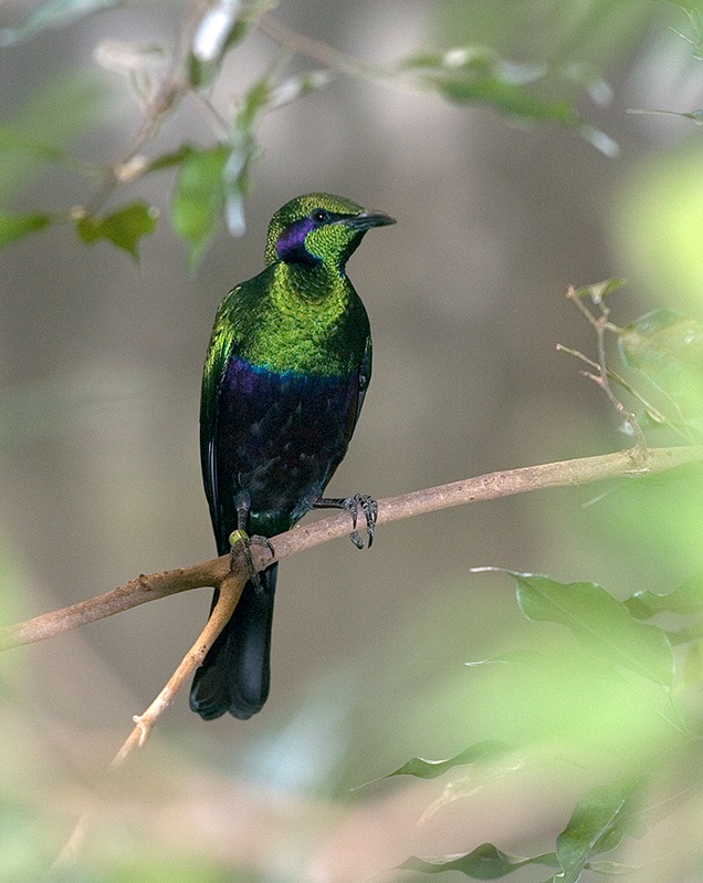 Emerald starling in exhibit