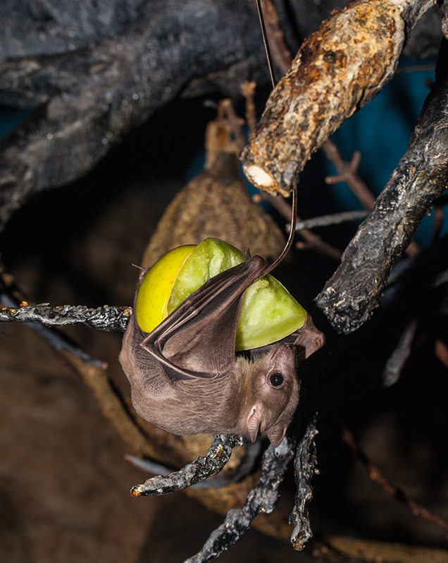 Egyptian Fruit Bat - Lincoln Park Zoo