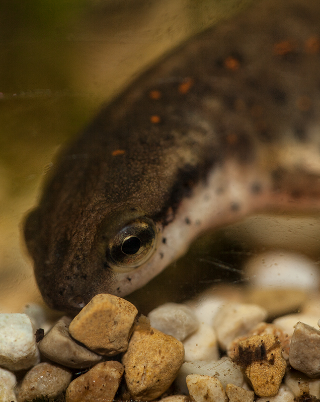 Eastern newt in exhibit