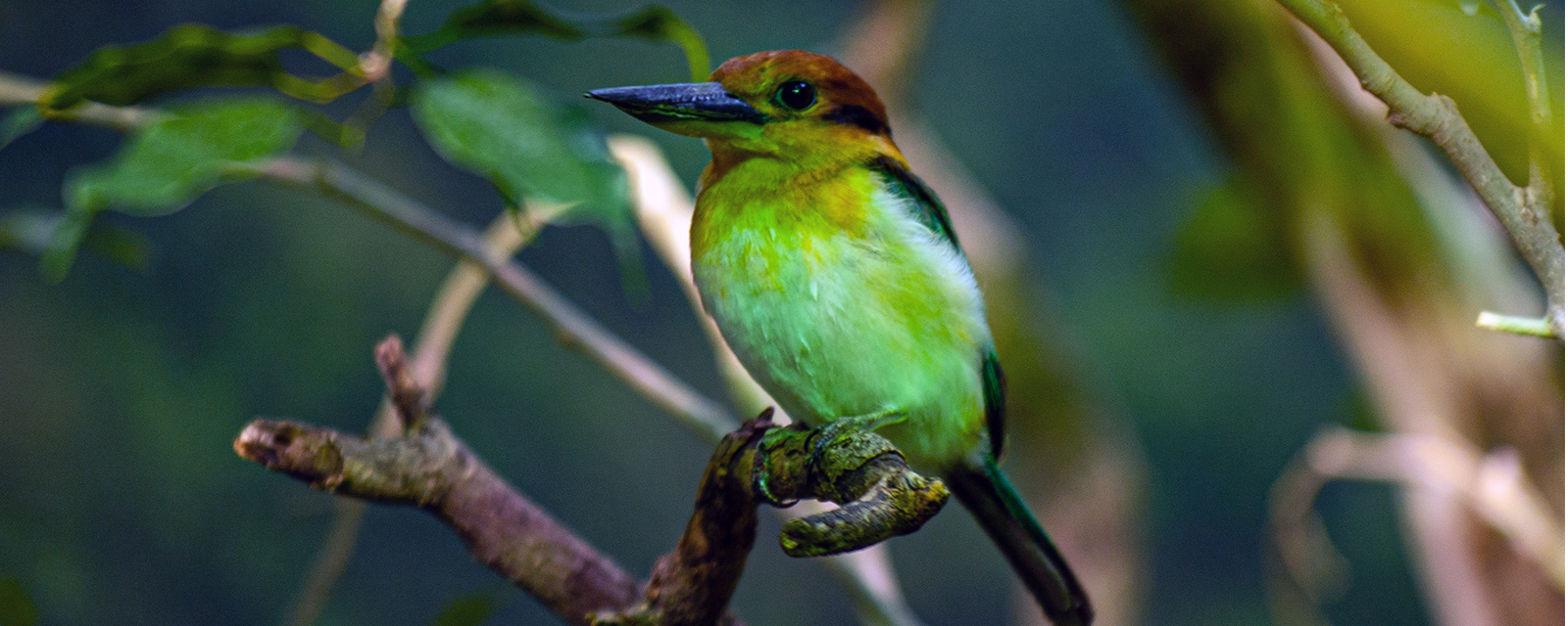 Guam kingfisher in exhibit